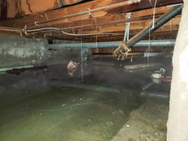 Best Professional water damage repair  in Springfield, OH